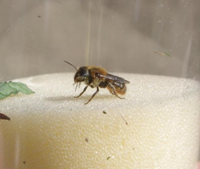 Osmia aurulenta