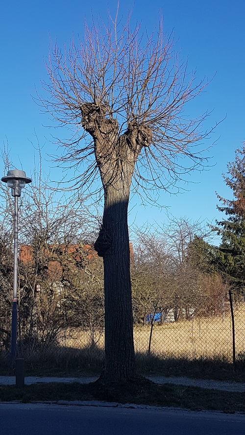 verkrüppelte Linde