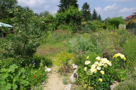 Blick in den Garten