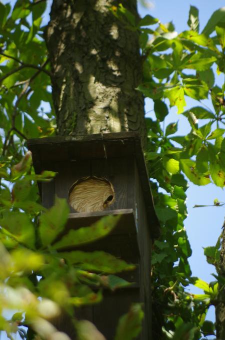 Hornissennest im Waldkauzkasten