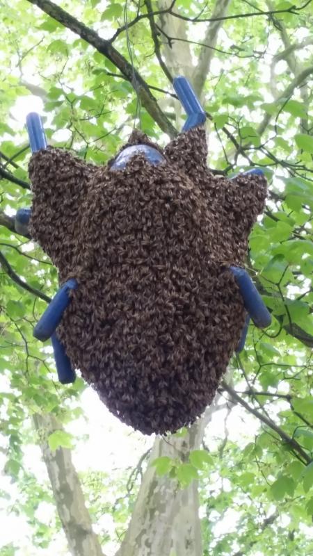 Dieser Schwarm macht aus einer Spinne einen Käfer - Bild: Melanie von Orlow