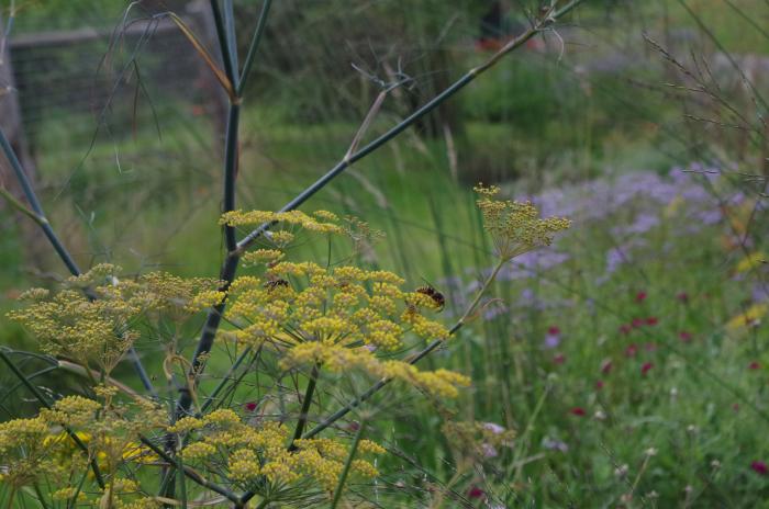 Fenchel in Blüte - der Renner bei Wespen!