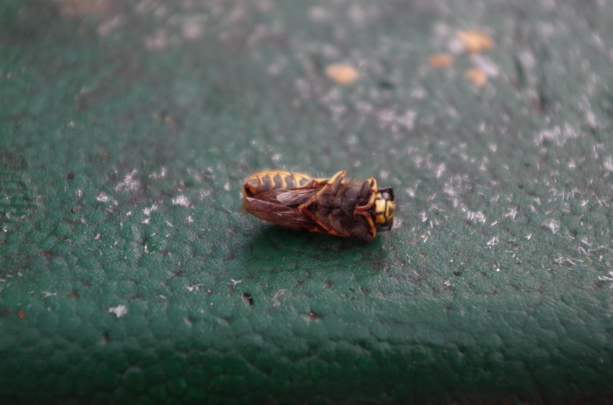 Königin der Gemeinen Wespe in Winterruhe - Bild: Melanie von Orlow