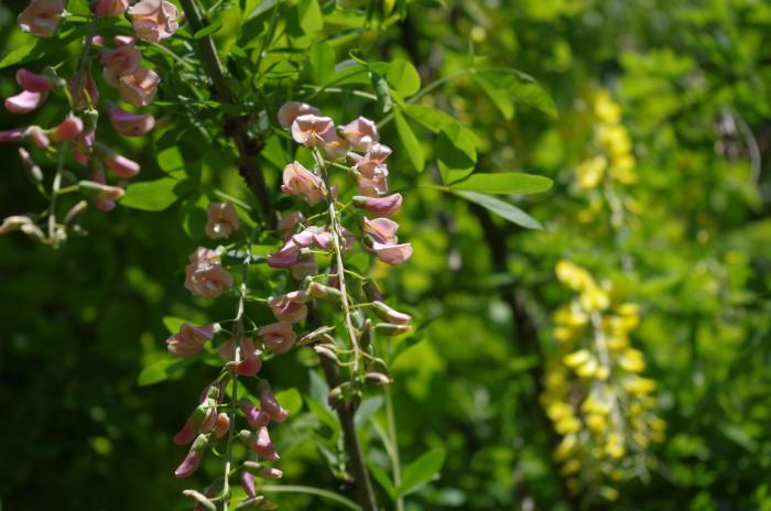 Laburnocytisus adamii - Bild: Melanie von Orlow