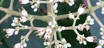  Männliche, offene Blüten des Bienenbaums mit geschlossenen weiblichen Knospen - Bild: Melanie von Orlow