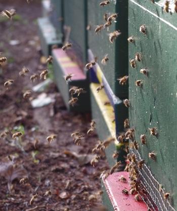 Bienenflug Mitte November - Bild: Melanie von Orlow