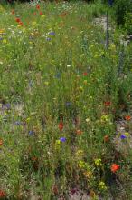 Juni19: Natternkopf im Wildbienensaum