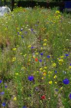 Juni 19: Bunte Kornblumen und Neophyten im Mössinger Sommer...