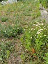 Der "Wildbienensaum" ist etwas spärlich doch hat seine Werte...